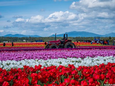 Lễ hội hoa Tulip ở  Stagit Valley