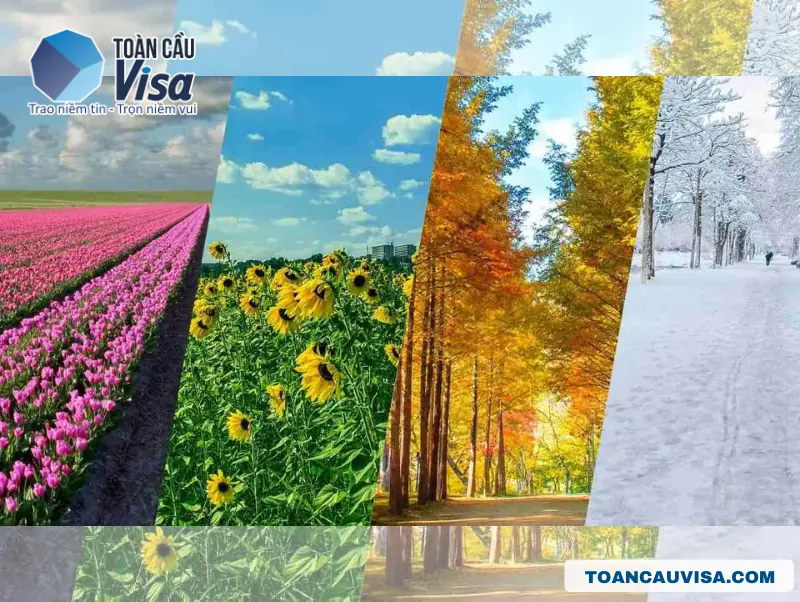 Khí hậu thời tiết ở Mỹ theo bang và từng tháng đầy đủ, mới nhất 2026 3 Khí hậu 4 mùa Xuân, Hạ, Thu, Đông ở Mỹ rõ rệt tại hầu hết các bang